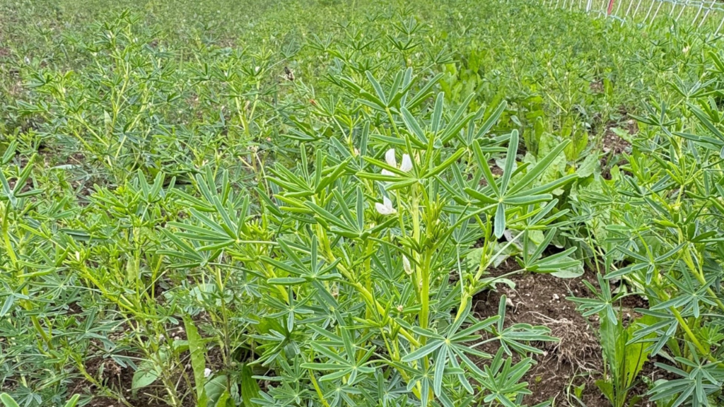 20250909_VS_Alp_berglandwirtschaft_impresionnen_20250730_visite essai lupins Grisons_KatjaJacotA_web